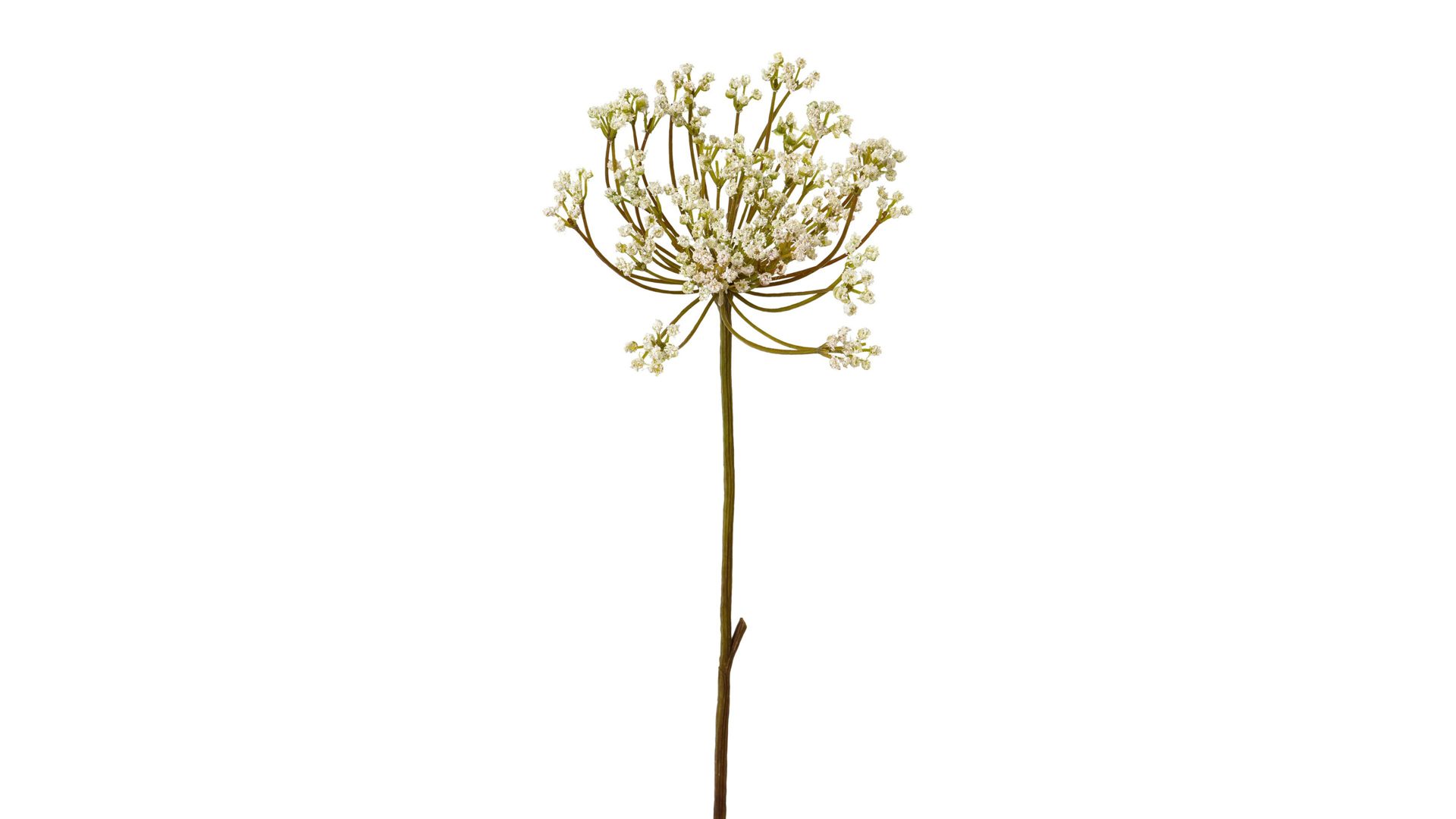 Blume Gasper aus Kunststoff in Weiß Anethum künstliche weiße Dillpflanze – Höhe ca. 72 cm