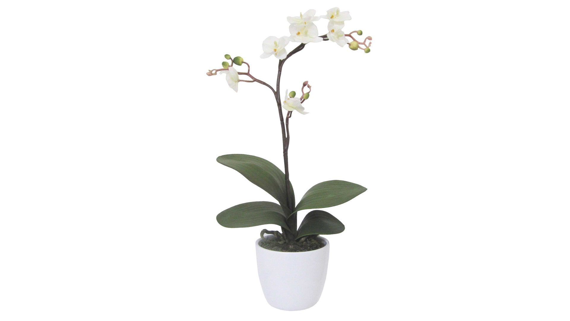 Blume Gasper aus Stoff in Weiß Orchidee Cassandra cremefarbene Textilblüten, Kunststoff & Keramik