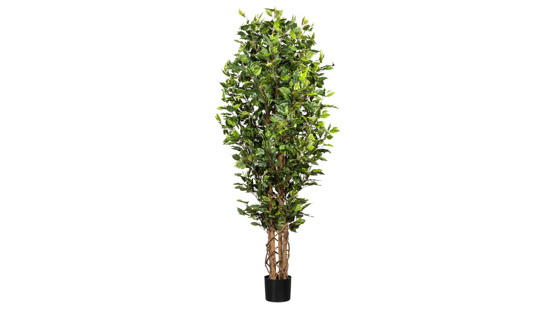 Pflanze Gasper aus Kunststoff in Grün Birkenfeige Ficus Benjamini grüner Kunststoff & schwarzer Topf – Höhe ca. 180 cm