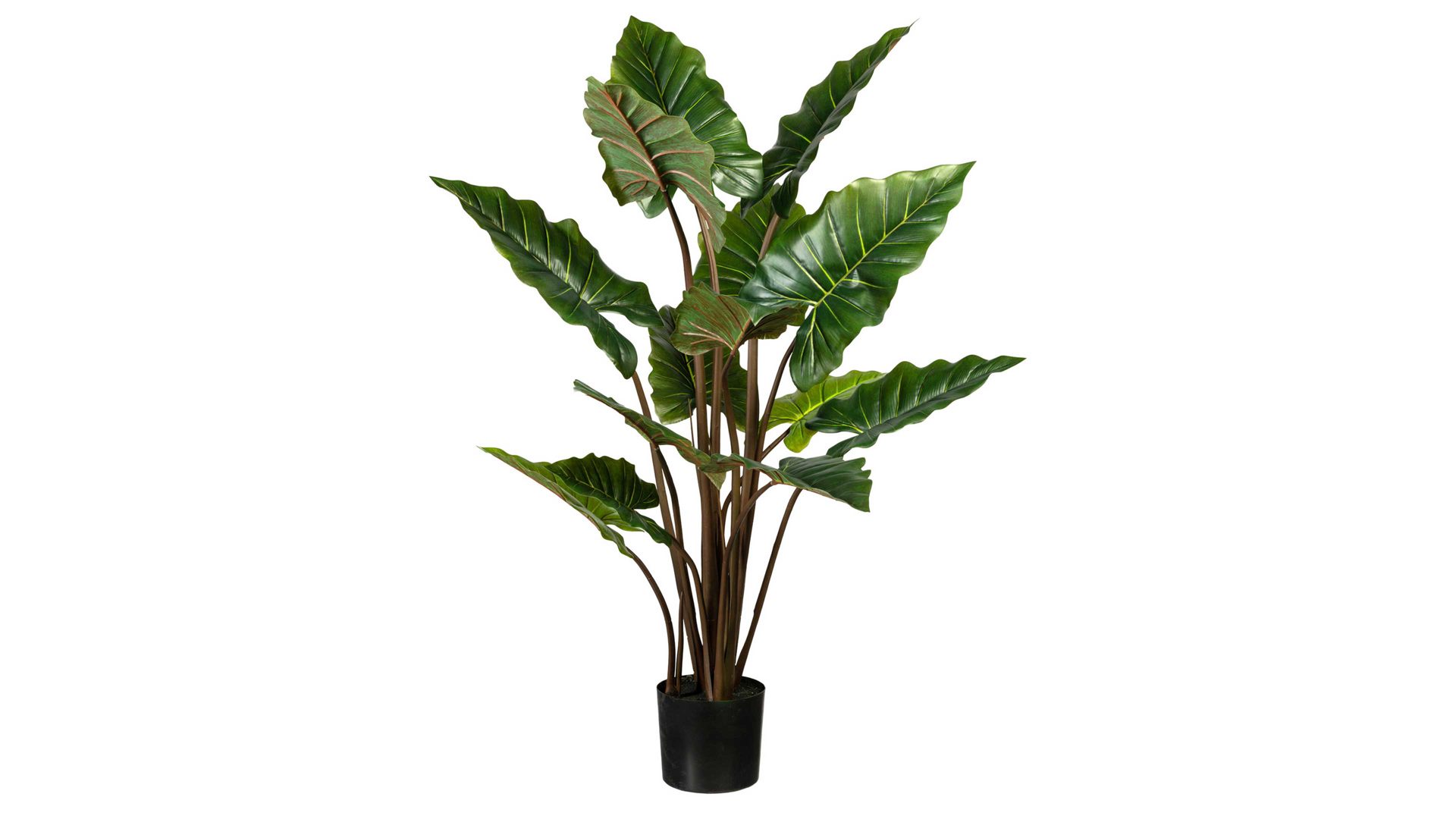 Pflanze Gasper aus Kunststoff in Grün Aronstabgewächs Taro grüner Kunststoff & schwarzer Topf – Höhe ca. 140 cm