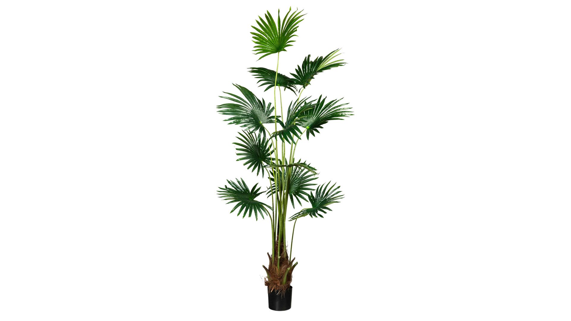 Pflanze Gasper aus Kunststoff in Grün Fächerpalme grüner Kunststoff & schwarzer Topf – Höhe ca. 180 cm