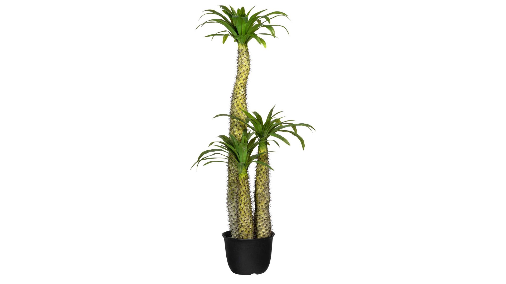 Pflanze Gasper aus Kunststoff in Grün Madagaskarpalme Pachypodium grüner & brauner Kunststoff – Höhe ca. 170 cm