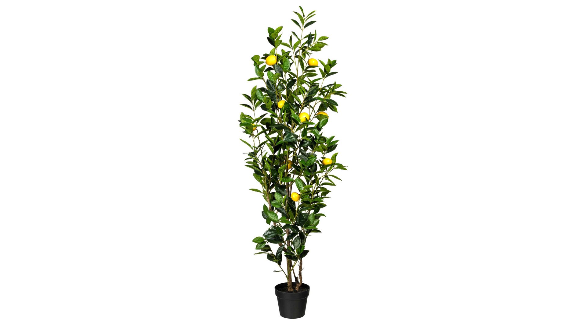 Pflanze Gasper aus Kunststoff in Grün Zitronenbaum grüner & gelber Kunststoff, schwarzer Topf – Höhe ca. 150 cm