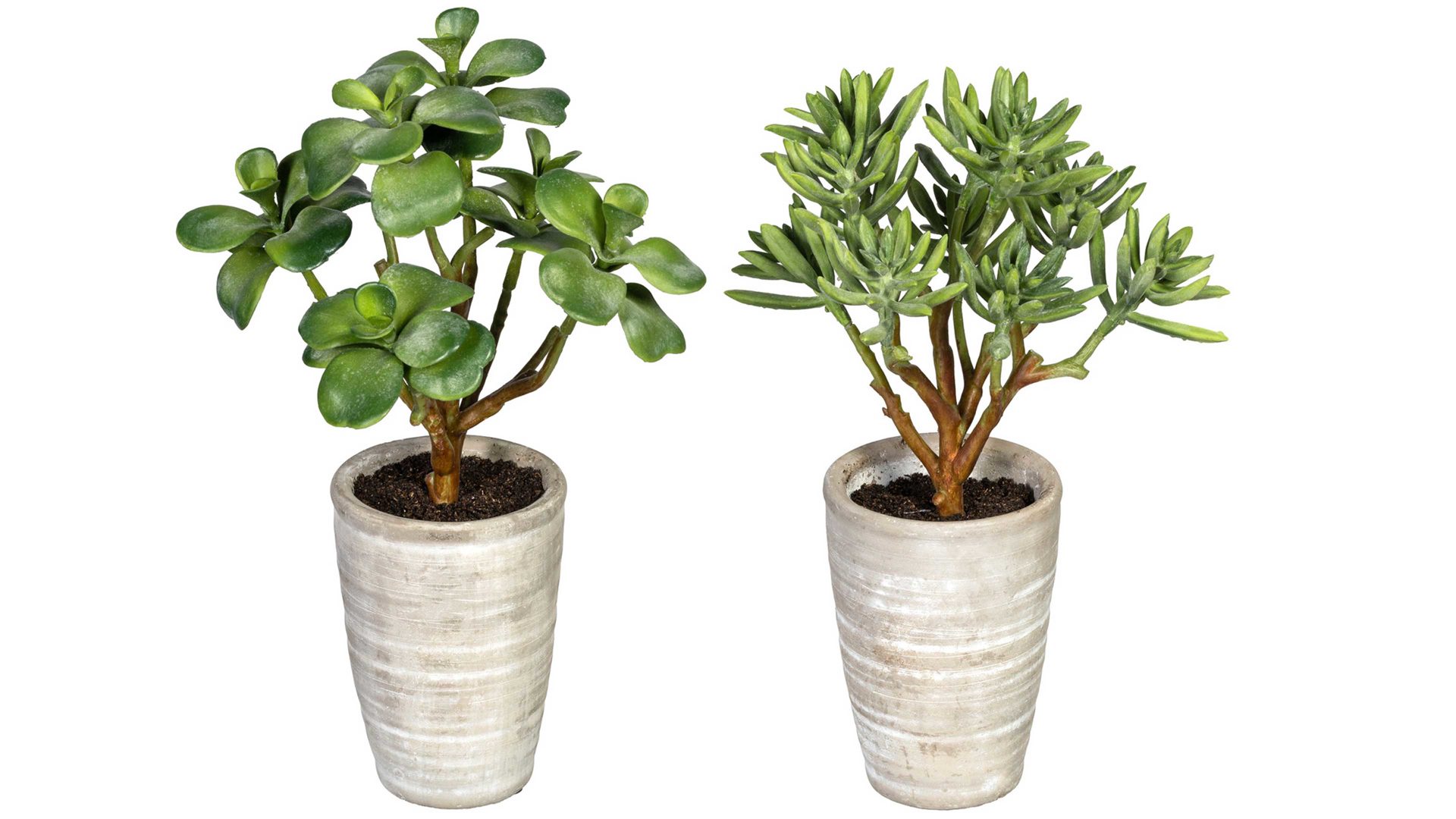Pflanze Gasper aus Kunststoff in Grün Wüstenpflanzen-Mix grüner Kunststoff & Zementtopf – zweiteilig