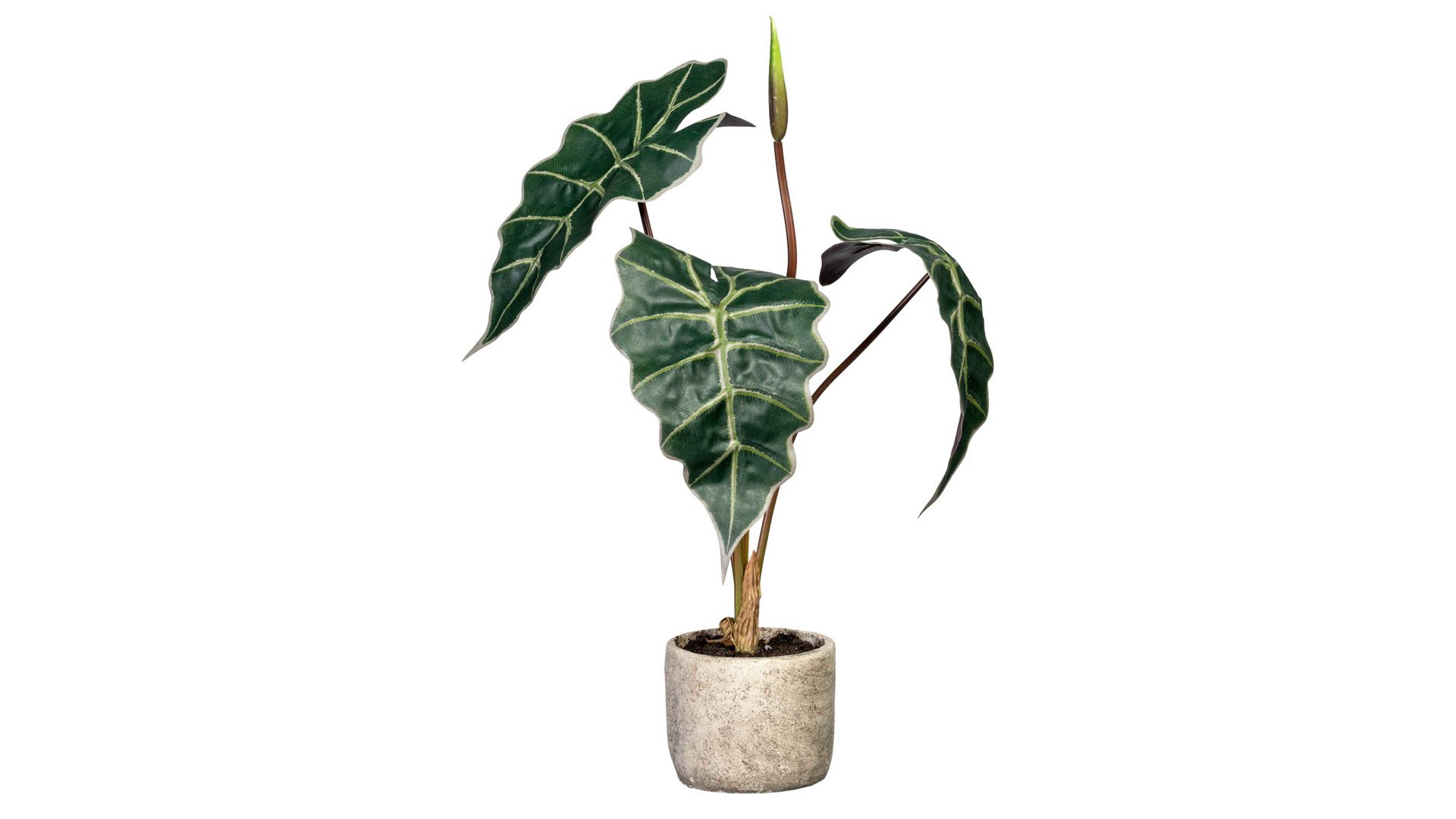 Pflanze Interliving BEST BUDDYS! aus Kunststoff in Grün Interliving BEST BUDDYS! Elefantenohr Alocasia grün-weißer Kunststoff & Zementtopf – Höhe ca. 60 cm