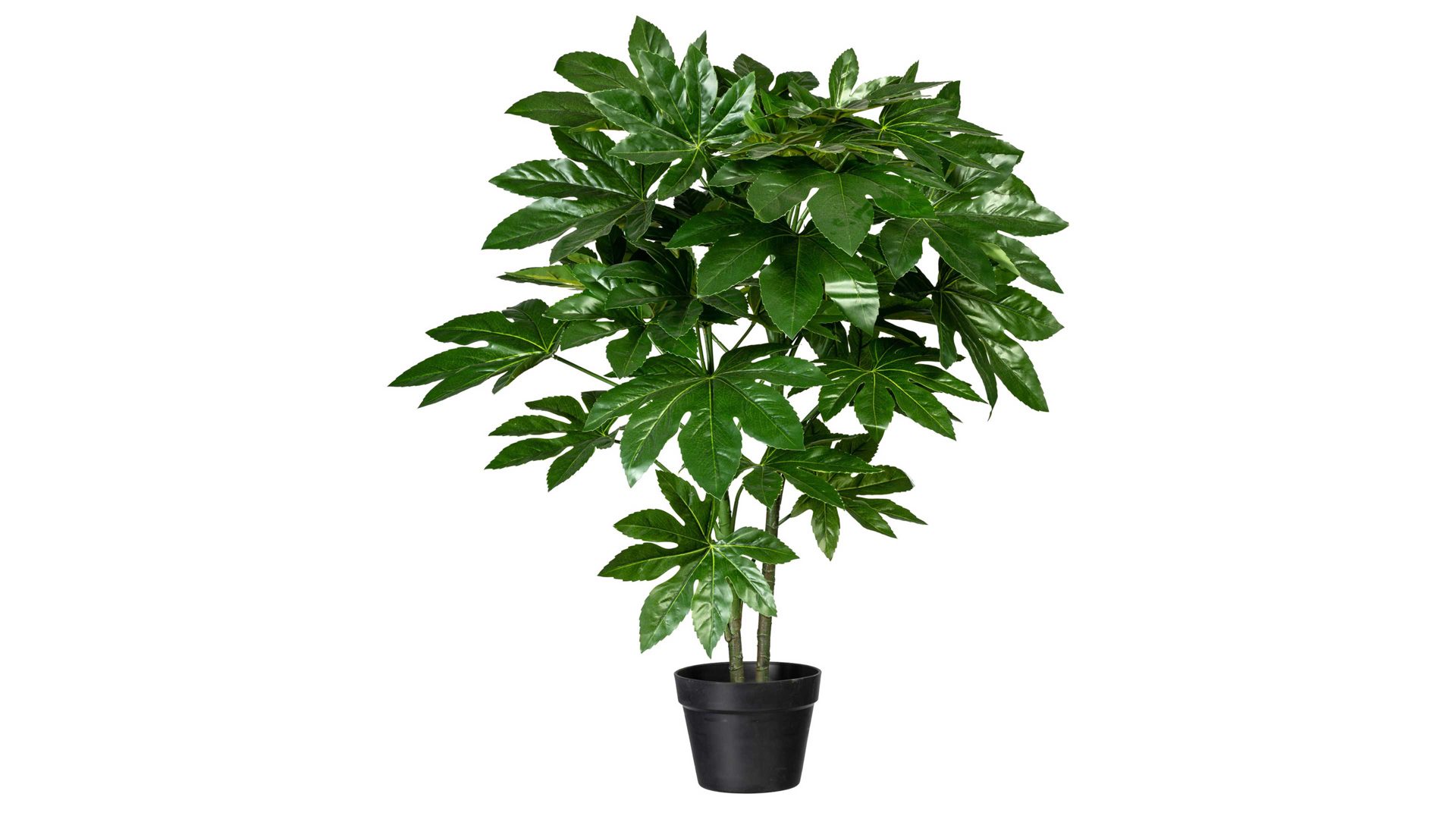 Pflanze Gasper aus Kunststoff in Grün Zimmeraralie Fatsia japonica grüner Kunststoff & schwarzer Topf – Höhe ca. 90 cm