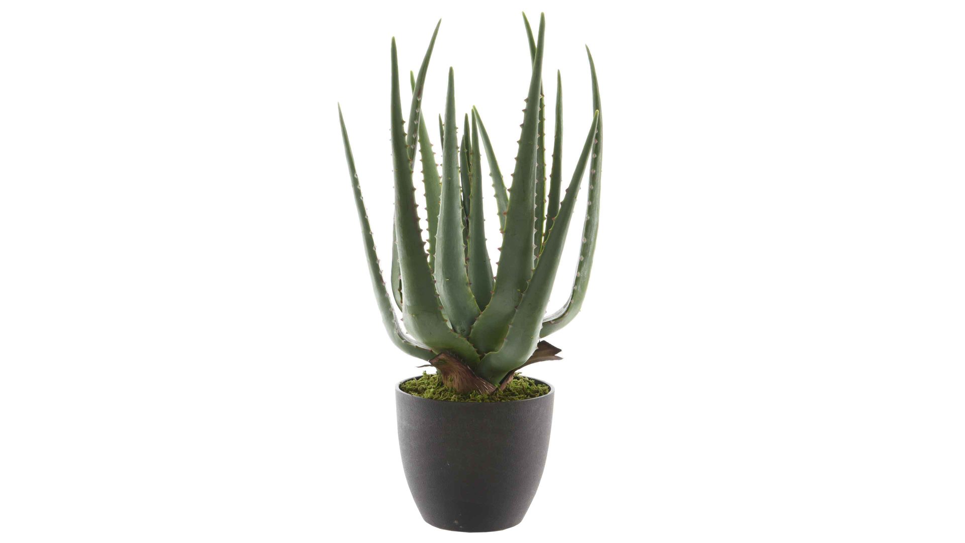 Pflanze Interliving BEST BUDDYS! aus Kunststoff in Dunkelgrün Interliving BEST BUDDYS! Aloe Vera im Topf dunkelgrüner & schwarzer Kunststoff - Höhe ca. 40 cm