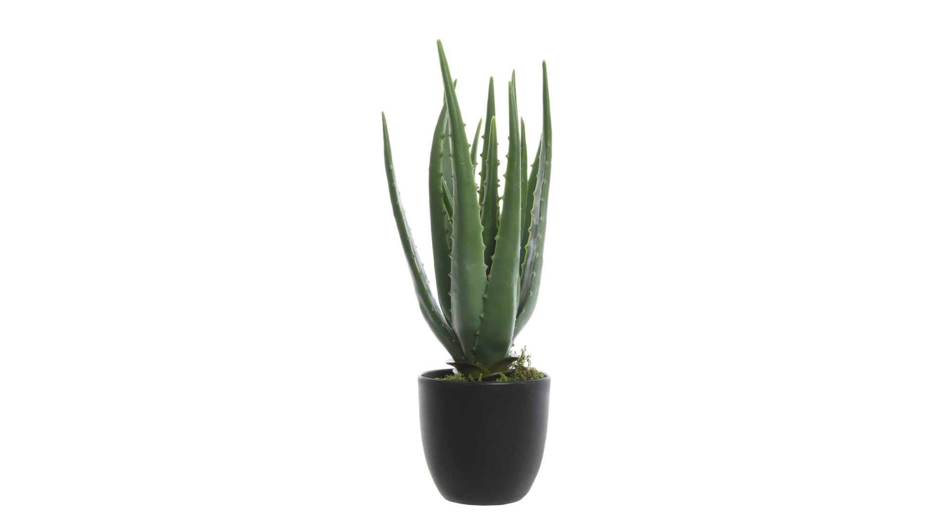 Pflanze Interliving BEST BUDDYS! aus Kunststoff in Dunkelgrün Interliving BEST BUDDYS! Aloe Vera im Topf dunkelgrüner & schwarzer Kunststoff - Höhe ca. 35 cm