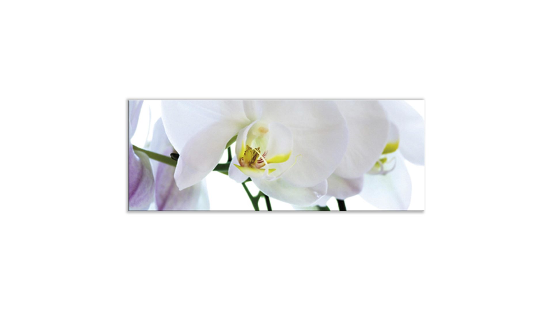 Glasbild Ars graphica aus Glas in Weiß Glasbild White Orchidee 4 mm Floatglas mit Motiv - ca. 80 x 30 cm
