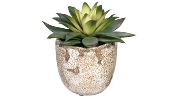 Pflanze Gasper aus Kunststoff in Grün Kaktus Echeveria purpursorum grün-roter Kunststoff & cremebrauner Zementtopf – Höhe ca. 16 cm