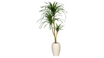 Pflanze Gasper aus Kunststoff in Grün Drachenbaum Dracaena marginata grüner Kunststoff & cremefarbene Keramikvase – Höhe ca. 100 cm