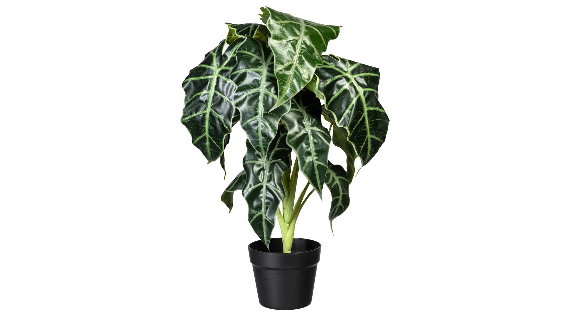 Pflanze Gasper aus Kunststoff in Grün Elefantenohr Alocasia grün-weißer Kunststoff & schwarzer Topf – Höhe ca. 60 cm