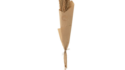 Blume Jolipa aus Naturfaser in Braun Pampasgras Braun - zwei Wedel, Höhe ca. 146 cm