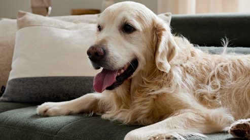 Ecksofa Interliving aus Stoff in Grün Interliving Sofa Serie 4303 – Ecksofa moosgrüner Pfotenstoff Cyber - Stellfläche ca. 323 x 190 cm